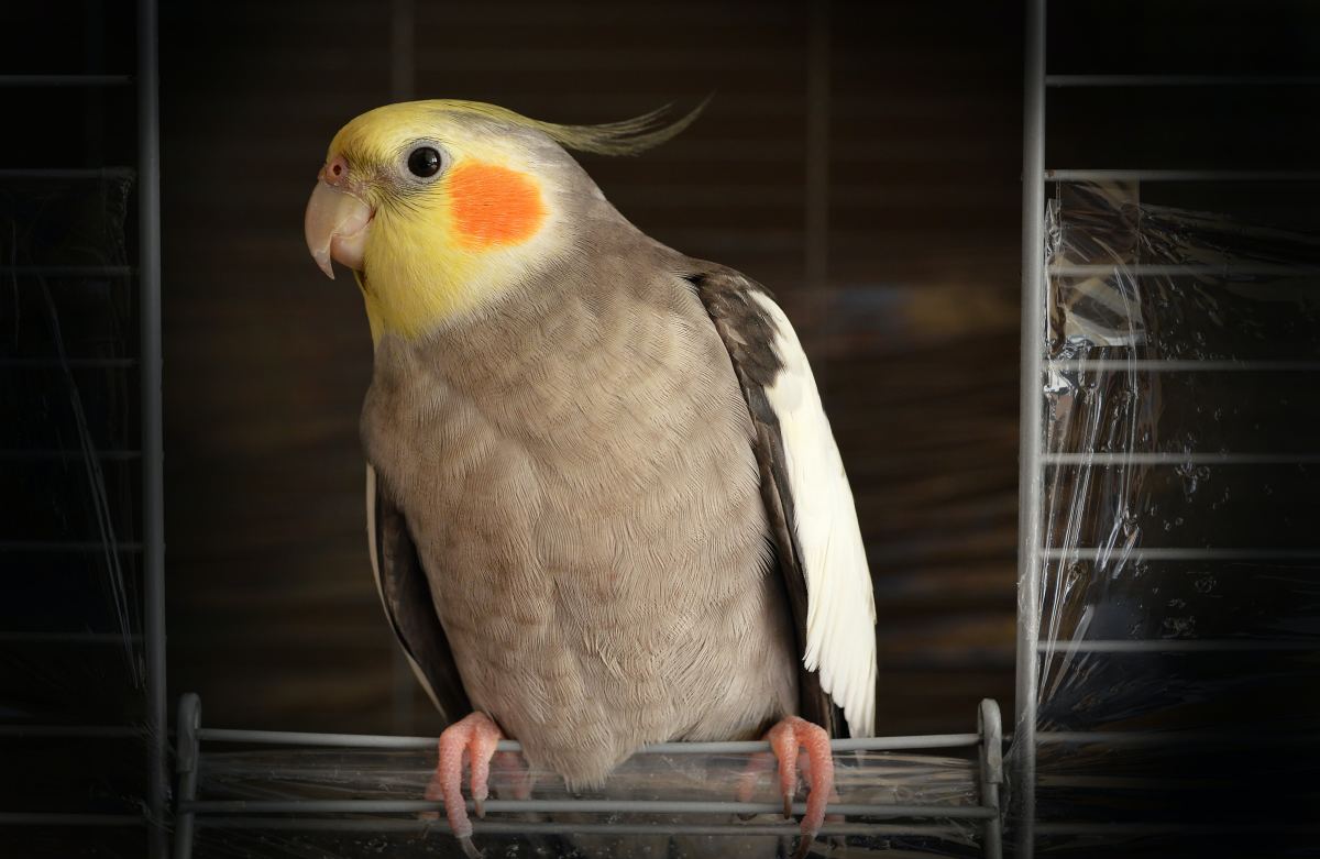 7 Things You Should Know Before Buying a Pet Bird