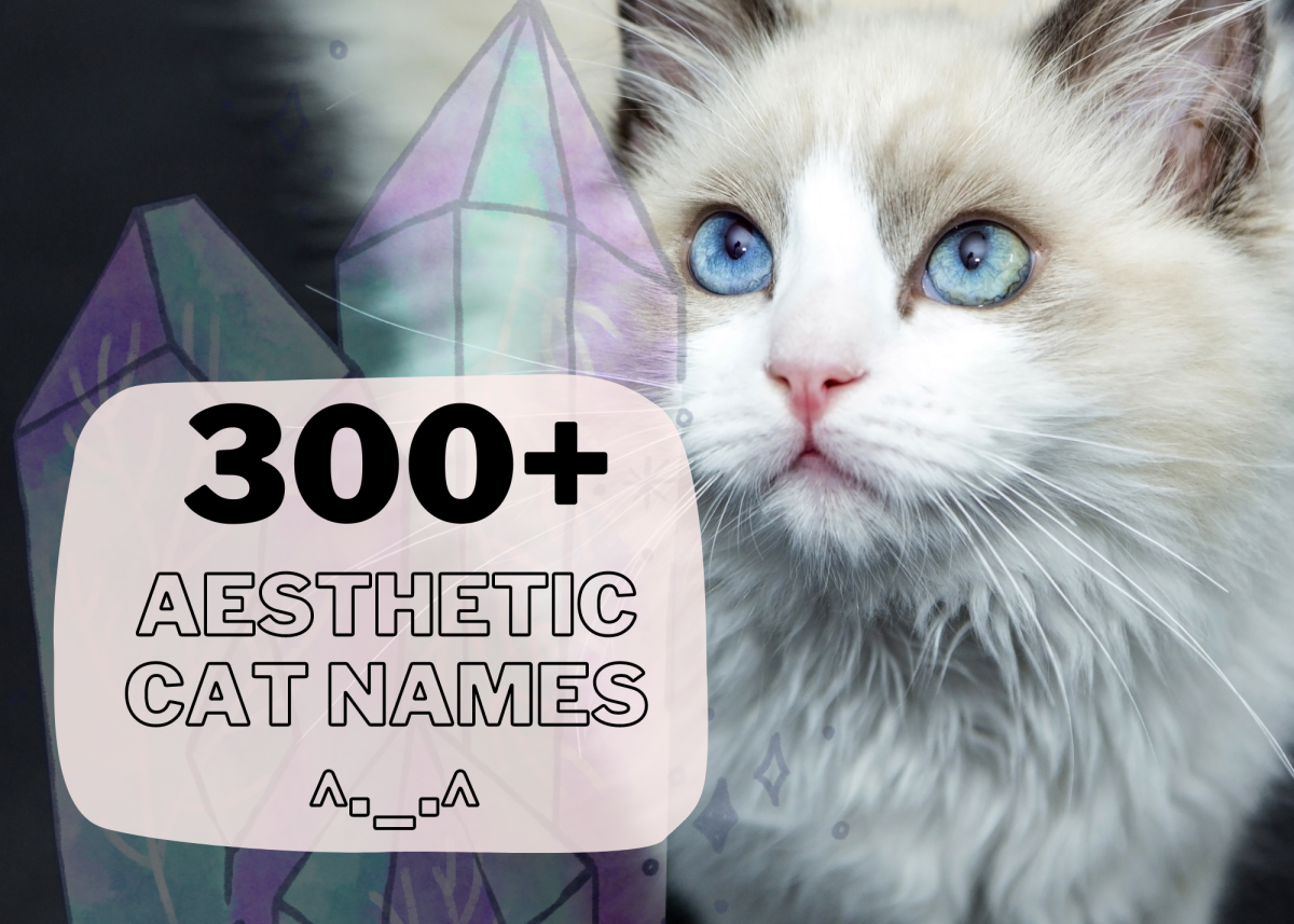 300+ Aesthetic Cat Names - HubPages