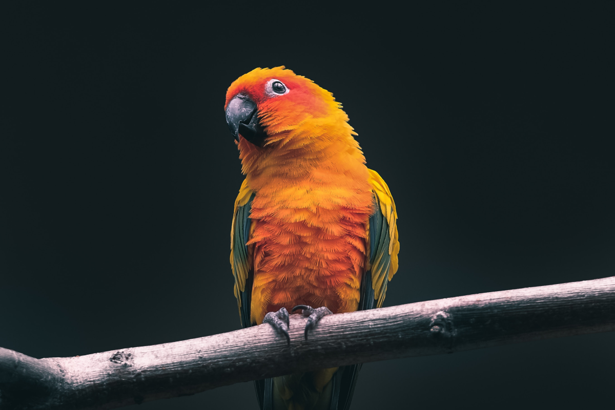 cutest parrot