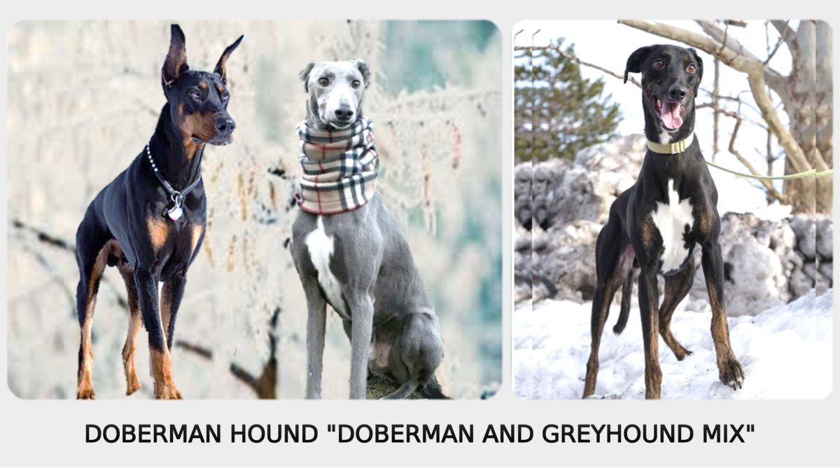 doberman cross greyhound