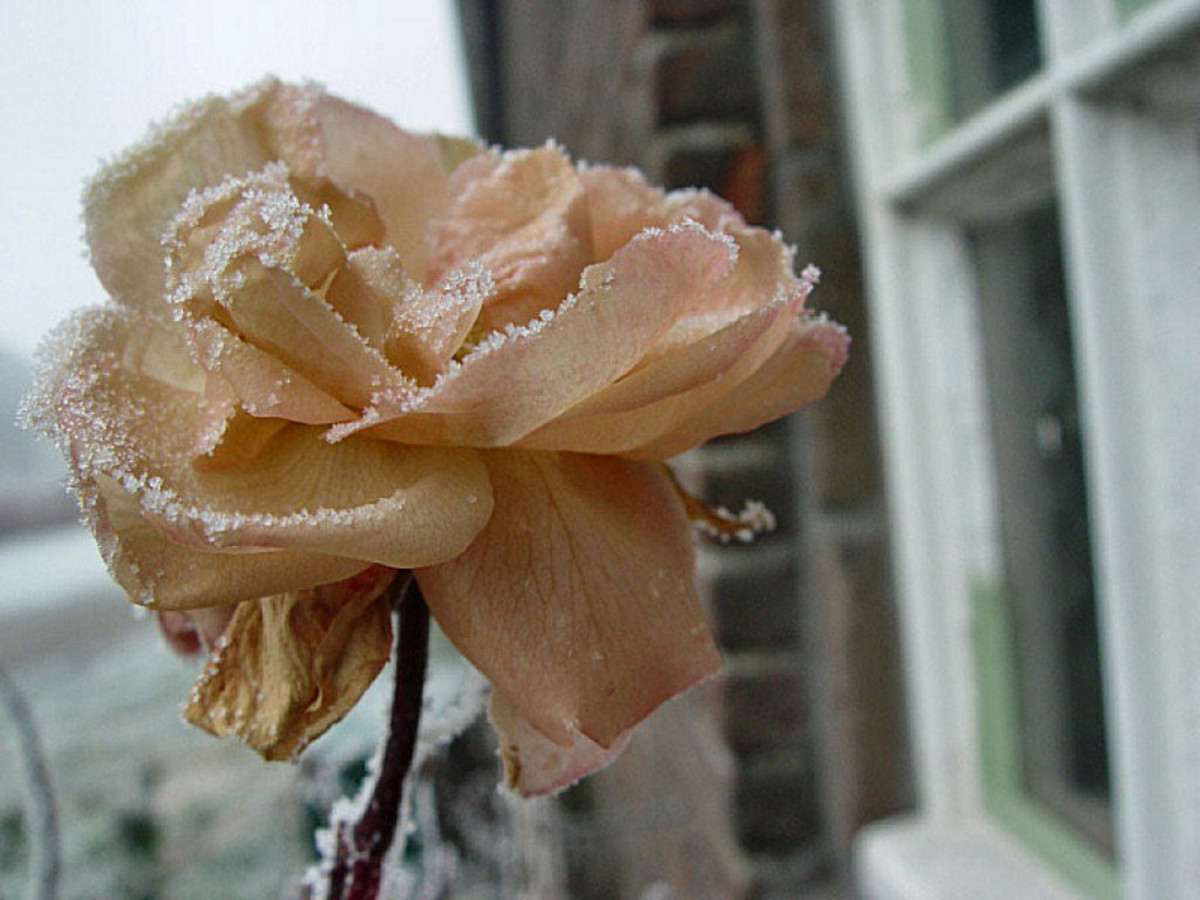 How to Prepare Your Roses for Winter