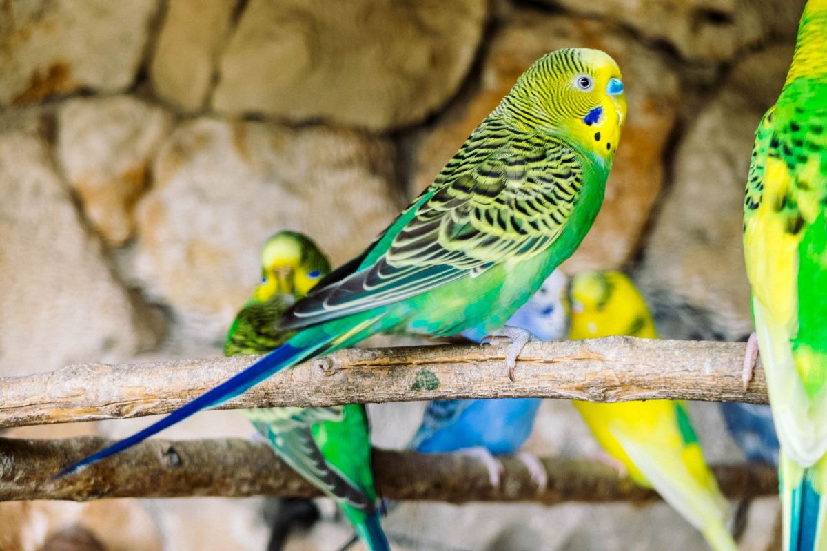 What to Do If You Cut Your Parakeet's Nail Too Short
