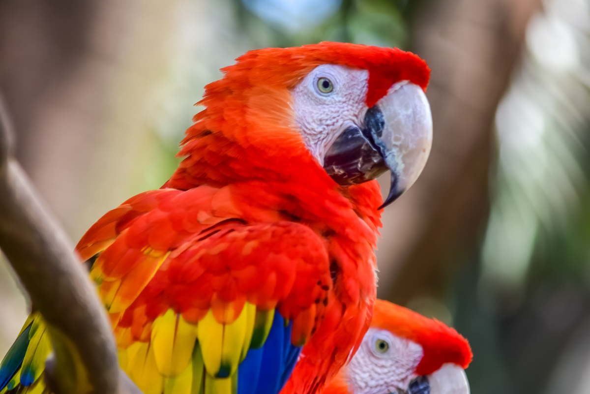 A Guide to Owning a Scarlet Macaw
