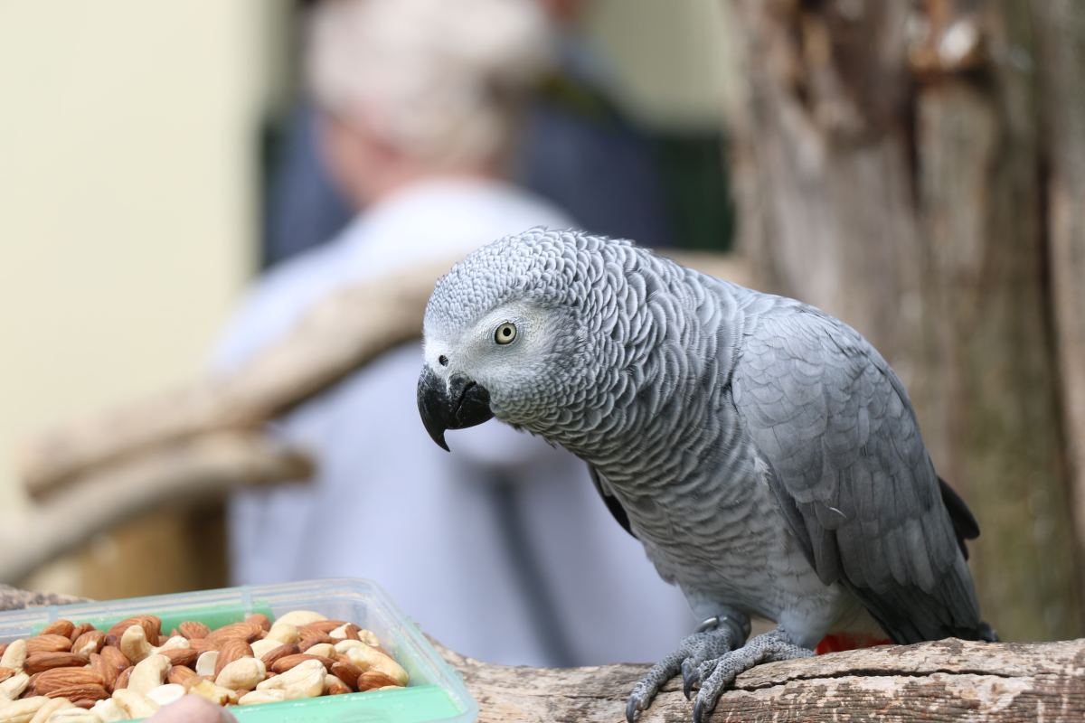 Boisterous Bailey: An Incredible African Grey Parrot