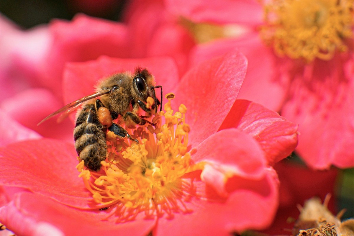 5 Ways to Help the Bees Without Keeping Hives in Your Backyard