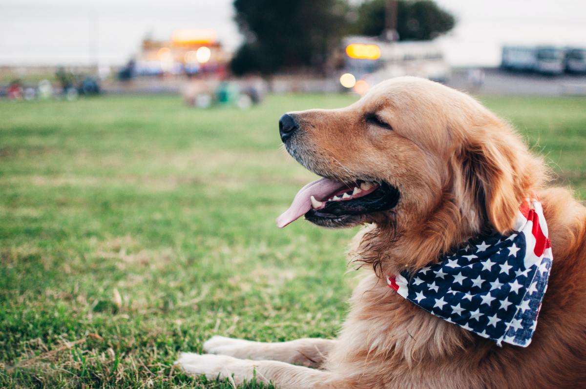 7 Tips to Keep Your Pet Safe and Calm During 4th of July Fireworks