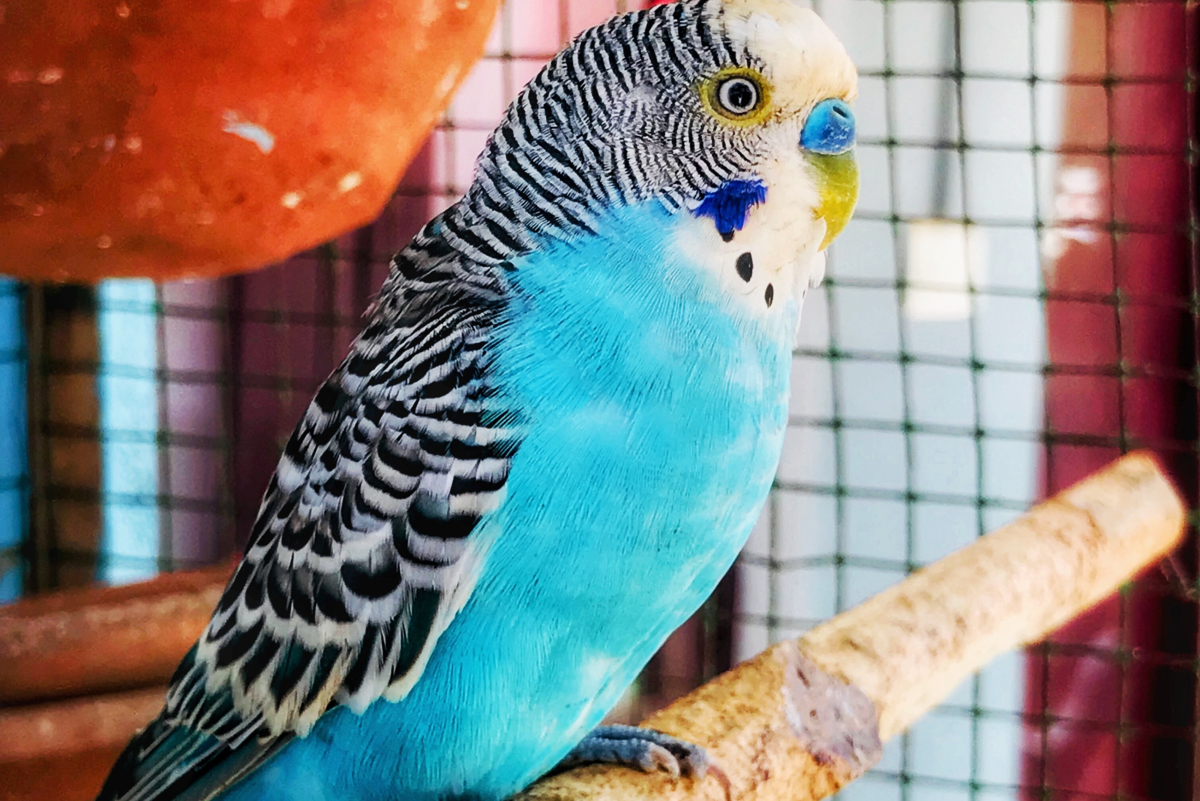 How to Finger Train a Parakeet in Less Than 2 Days