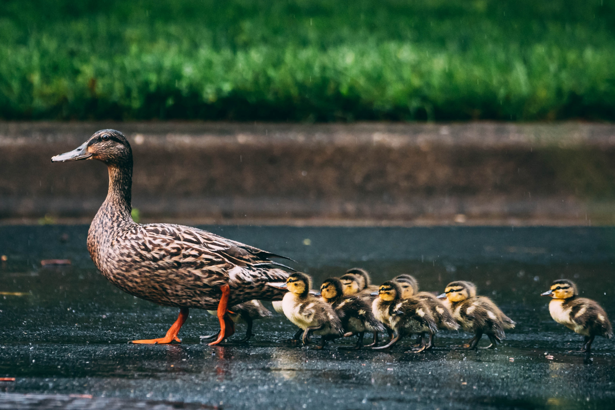 Keeping Pet Ducks: Ducklings, Imprinting, and Ethical Treatment