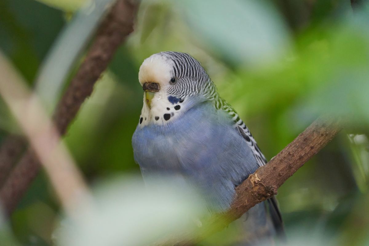 parakeet budgie baby