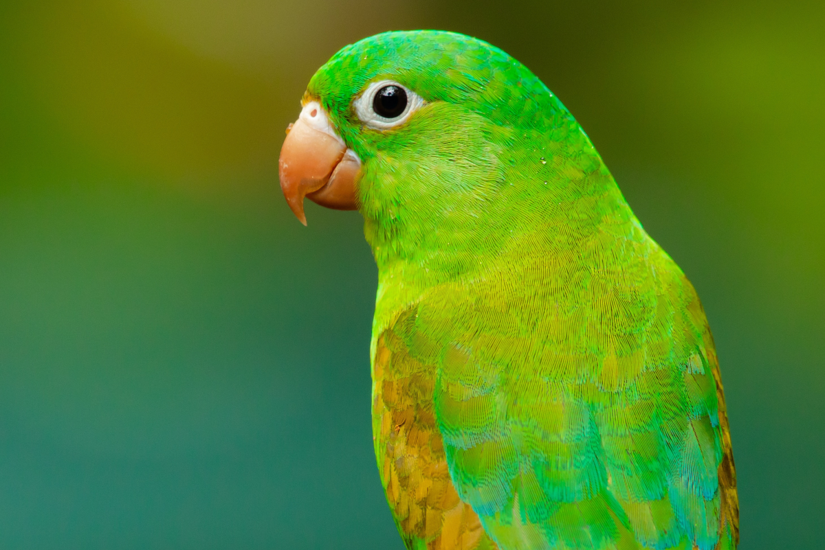 Which Foods Are Safe for Parakeets to Eat?