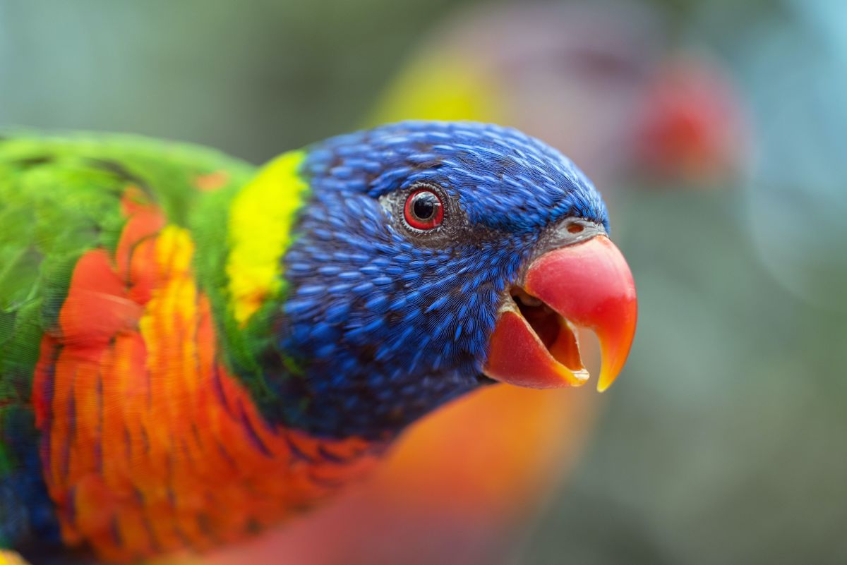 How to Minimize Hormonal Aggression in a Moody Parrot