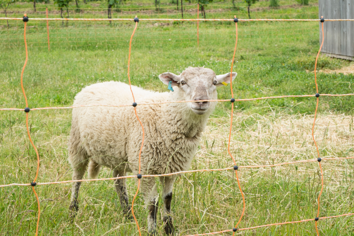 Rotational Grazing With Portable Electric Net Fences