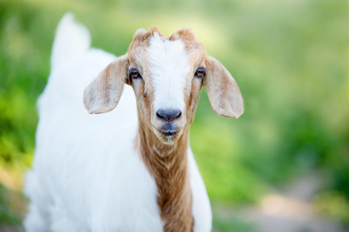25 Best Dairy Goat Breeds: Goats for Milk