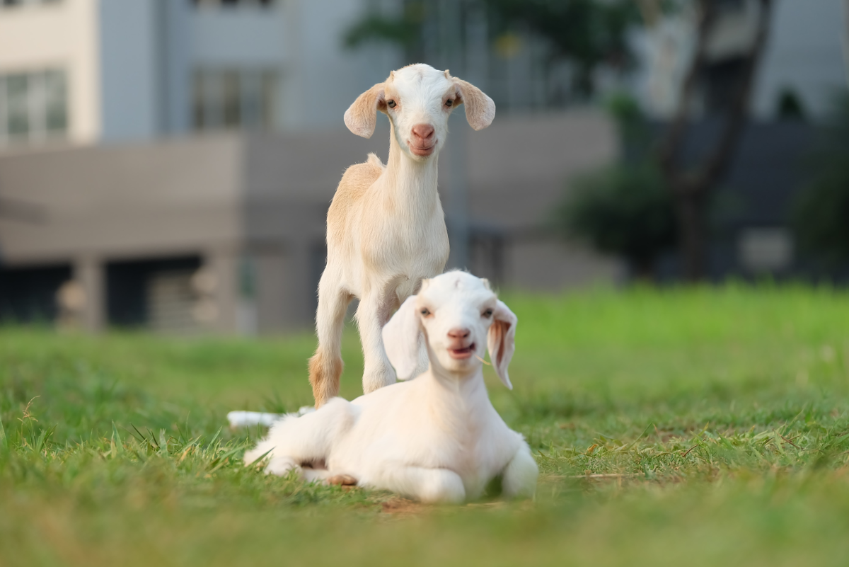 15 Best Goat Breeds for Meat