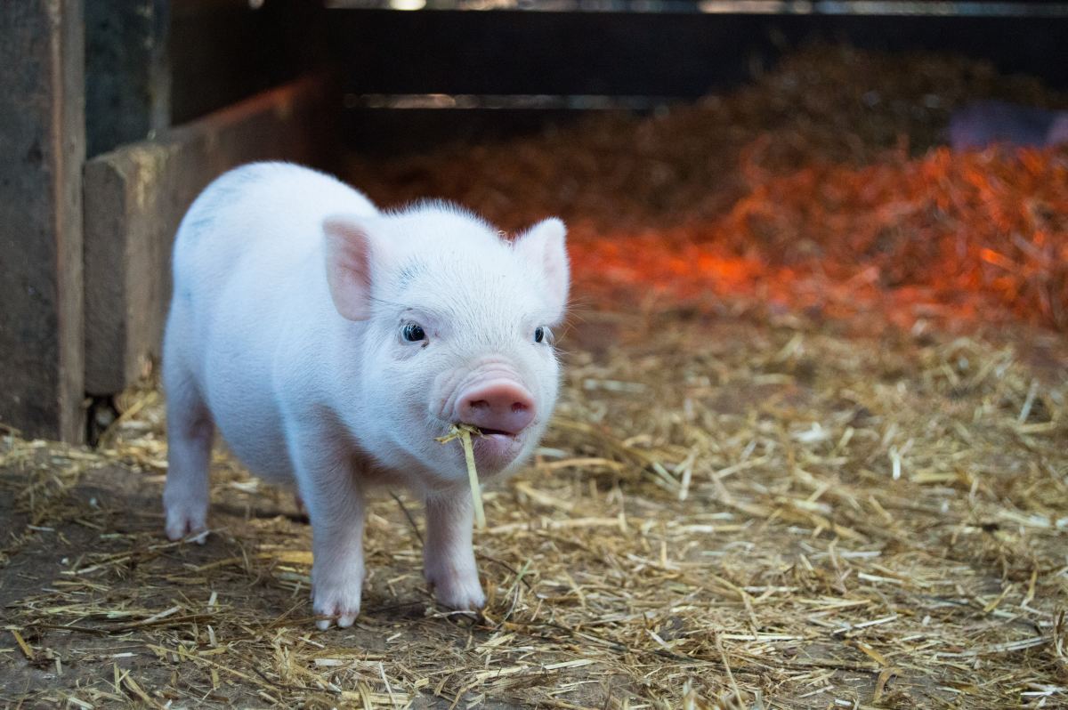 250+ Pet Pig Names for Your Little Piglet (From Albert to Wally)
