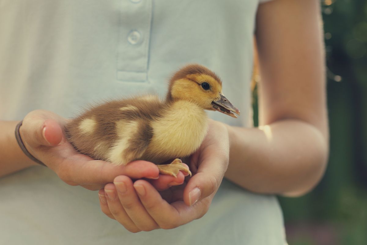250+ Duck Names for Your Feathered Friend (From Aflac to Xerxes)