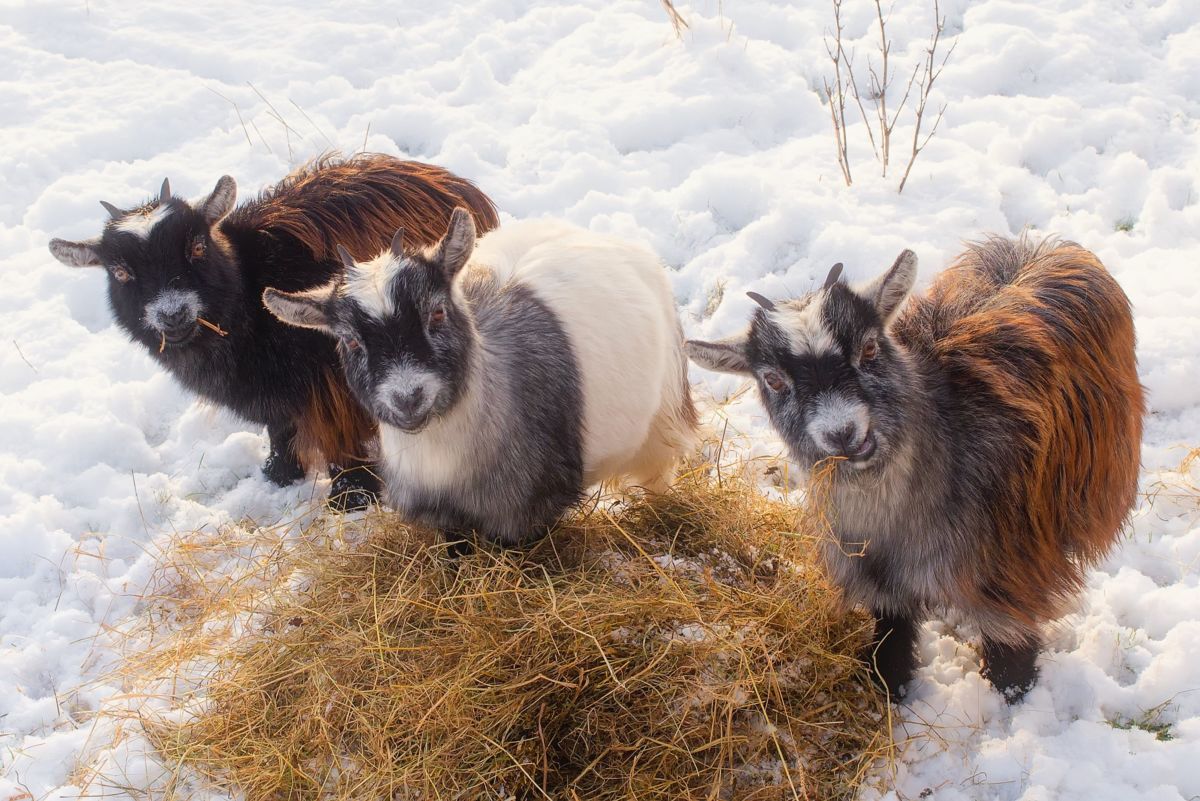 How Much Hay Do Your Animals Need for Winter?