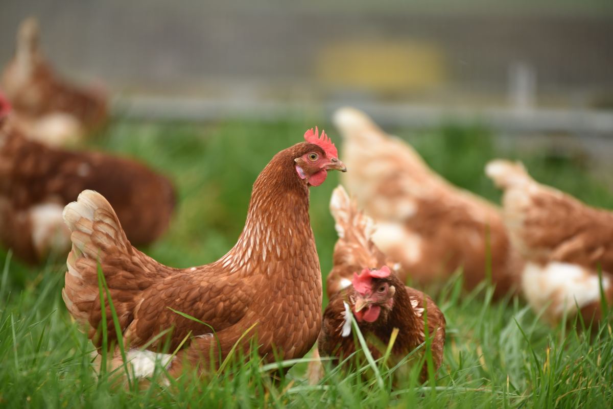 A Guide to Dangerous Foods You Should Never Feed Your Pet Chickens