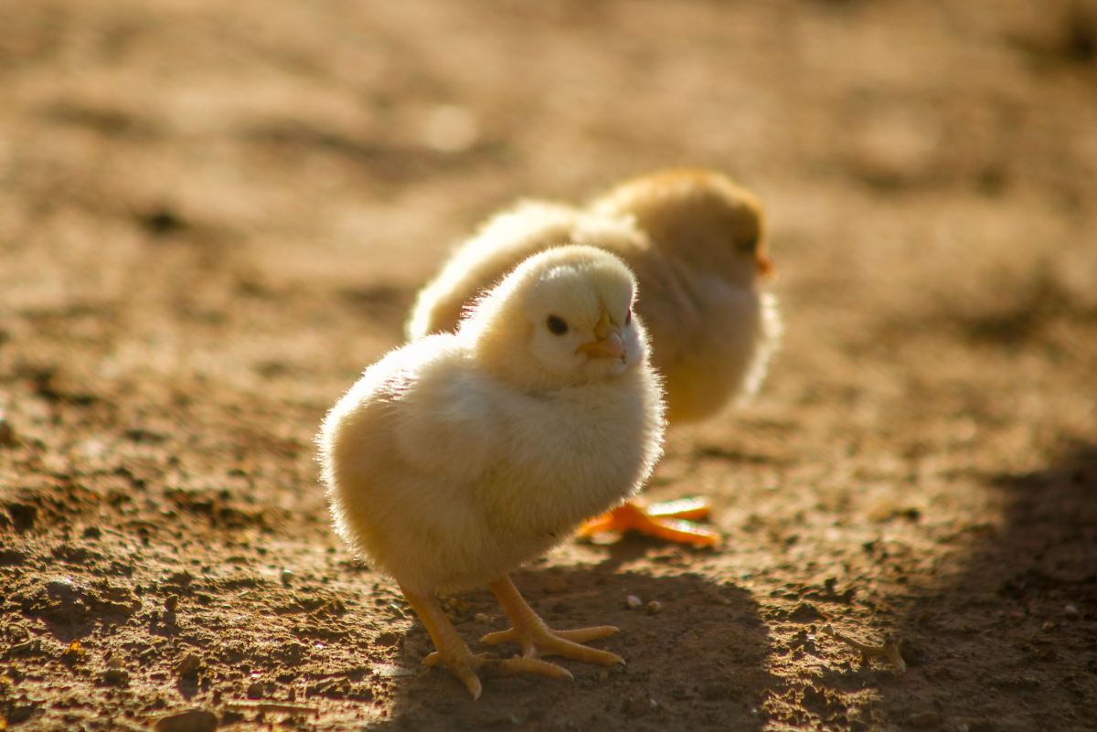 What to Know Before Getting Baby Chicks or Chickens