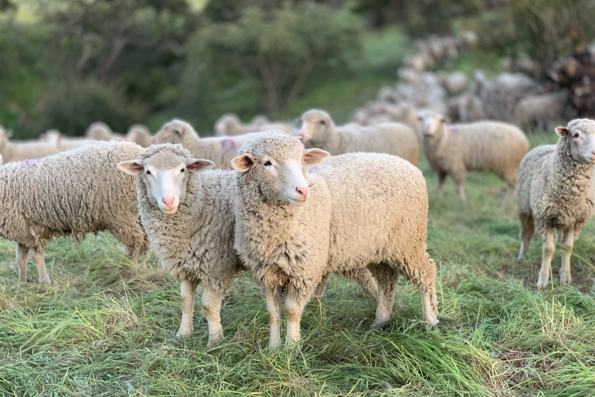 Five Rare Sheep Breeds for the Hobby Farm