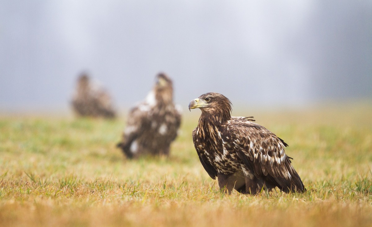 20 Bird Names in Punjabi - Owlcation