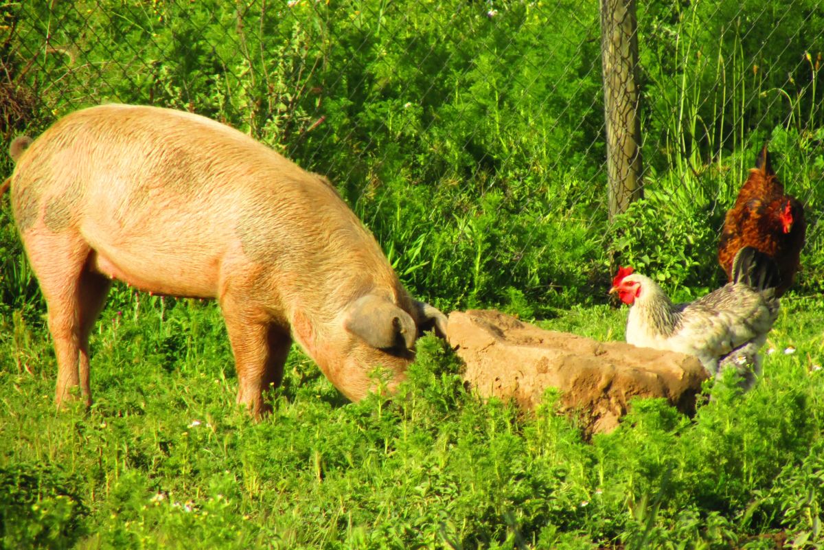 How to Raise Chickens and Pigs for Meat and Self-Sufficiency