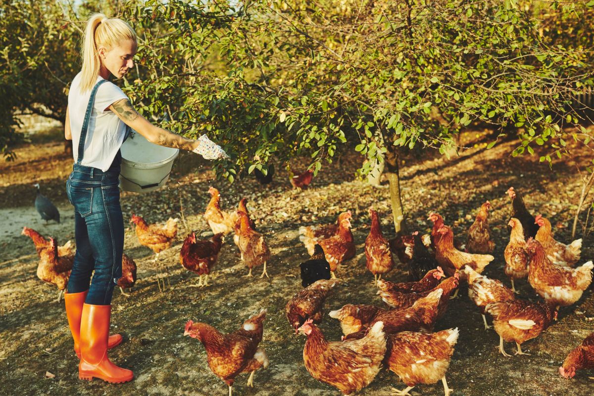 20 Chicken Rumors, Myths, and Facts