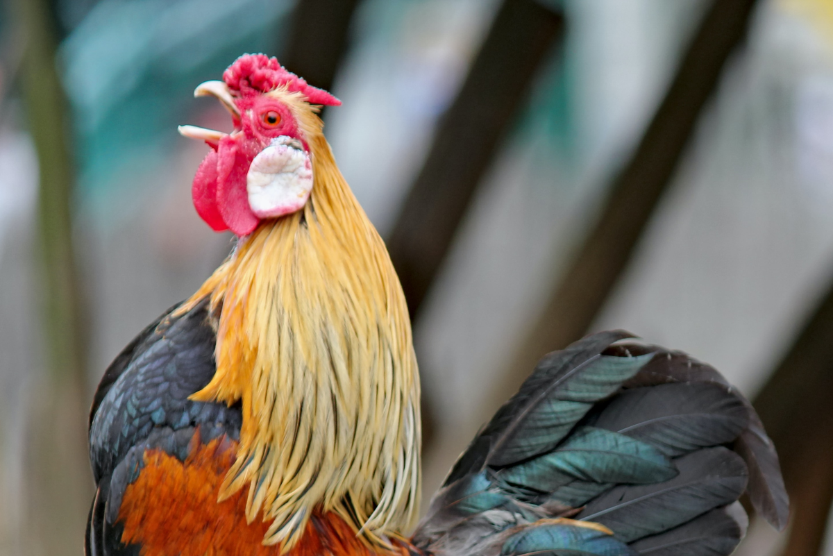 10 Excellent Insider Tips for Raising Backyard Hens