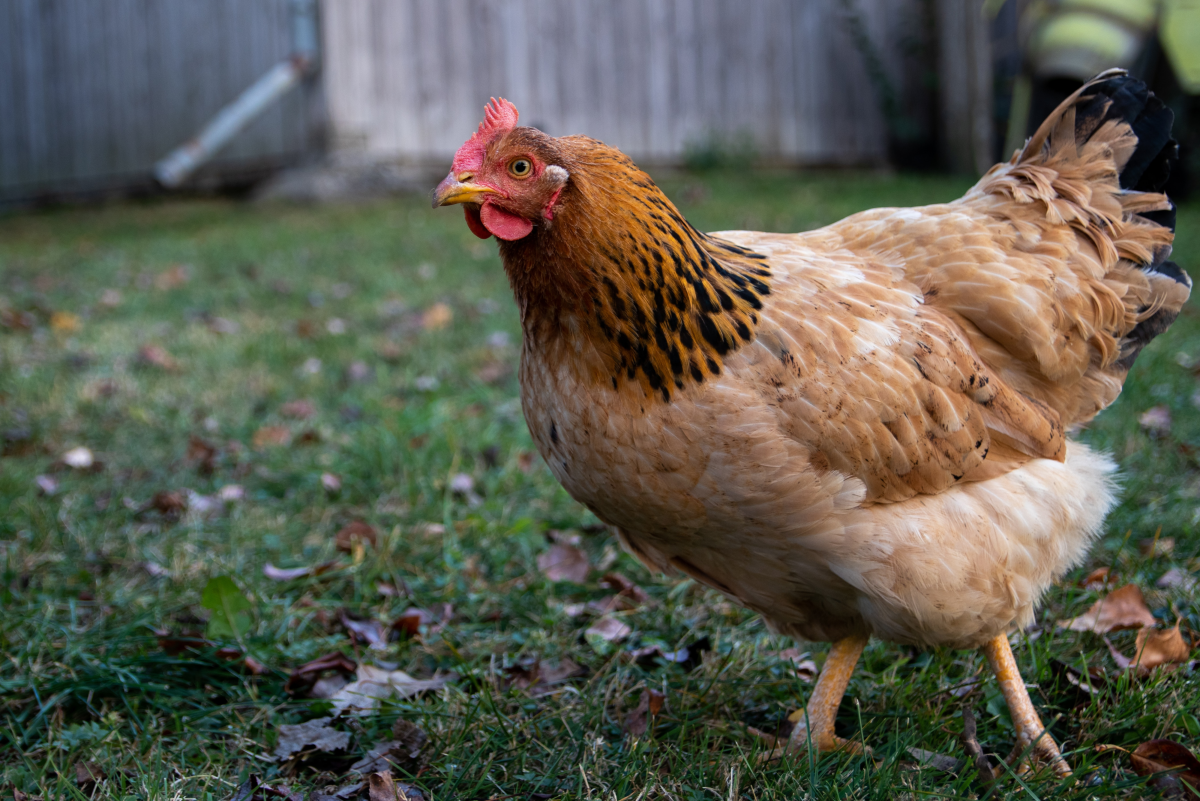 Chicken Diseases and Health Problems