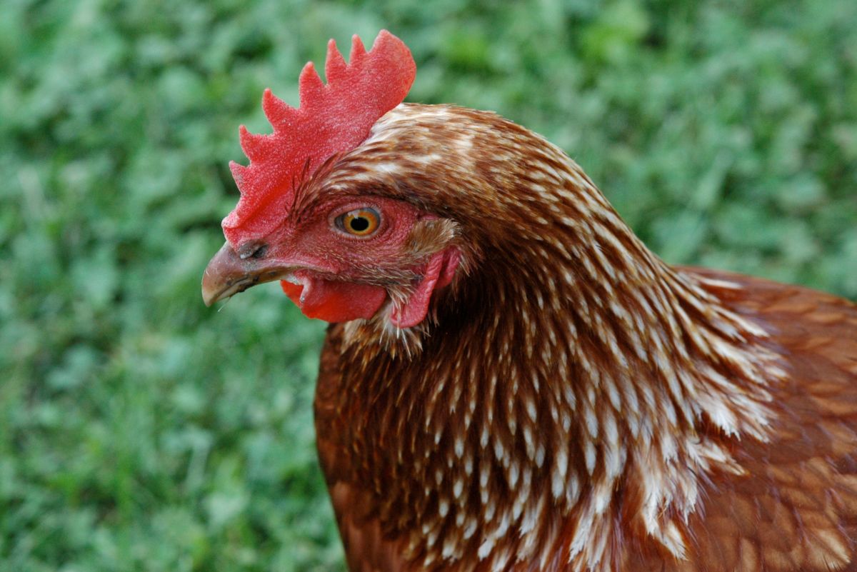 Everything You Want to Know About the Golden Comet Chicken