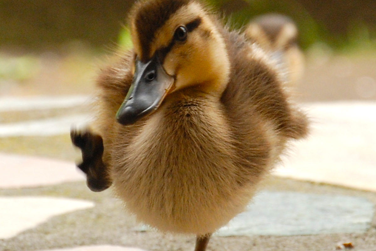 A Guide to the Best Ducks to Keep as Pets