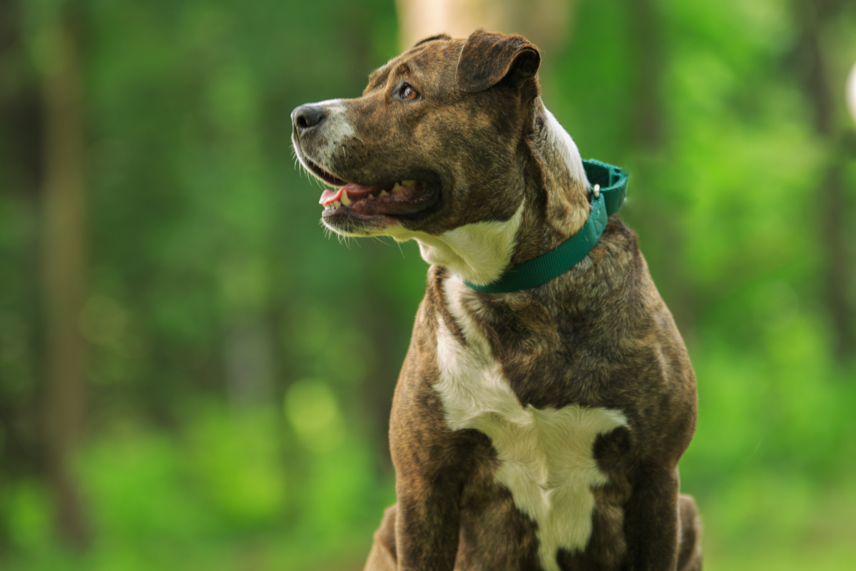 30 Countries Where Pit Bull Terriers Are Banned or Restricted