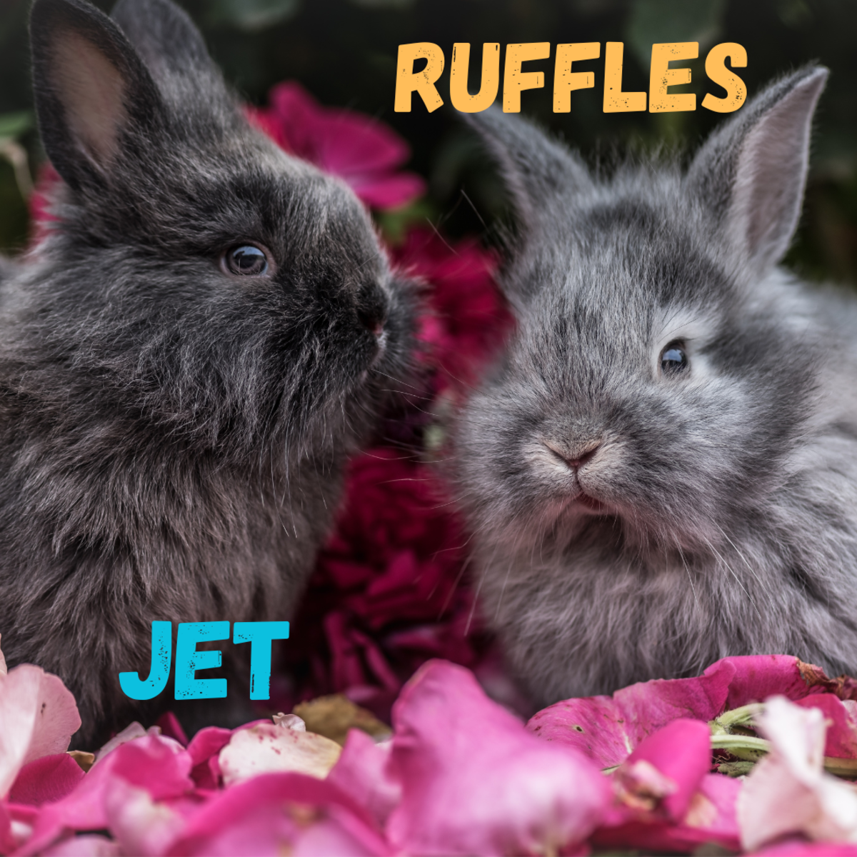 250+ Names for Rabbits PetHelpful