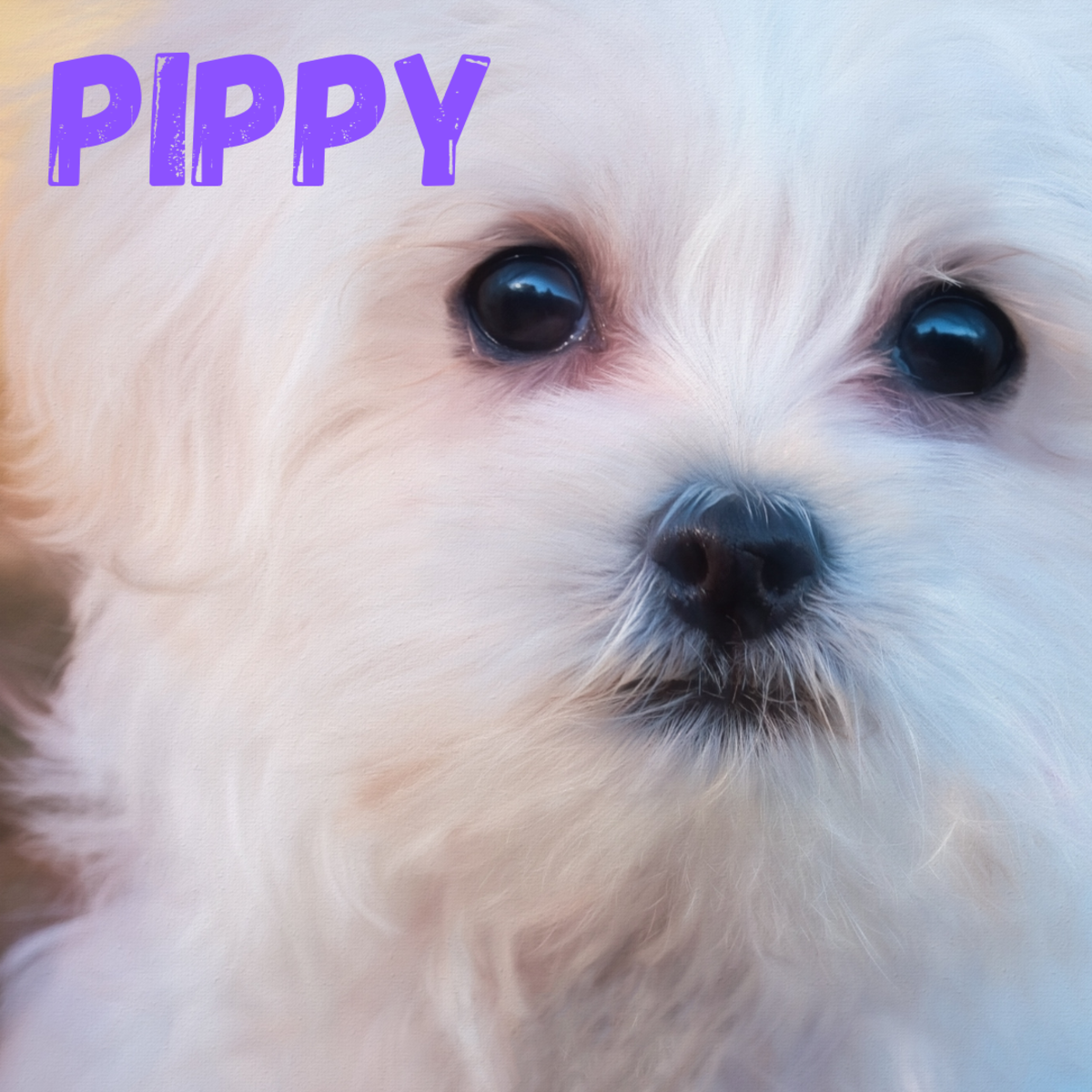 200-unique-girl-puppy-names-with-meaning-pethelpful