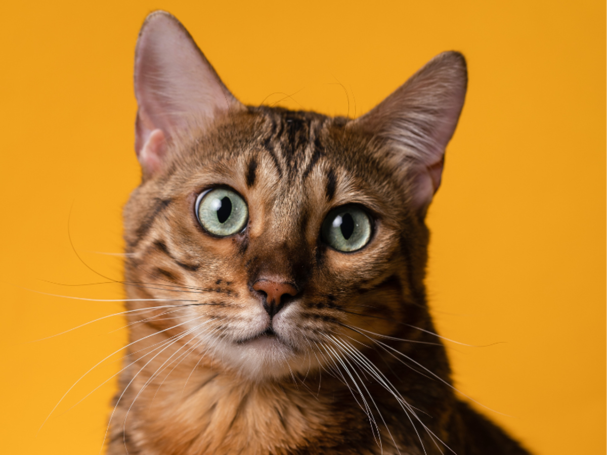 Why Do Cats Stare at Humans? It’s More Than Meets the Eye