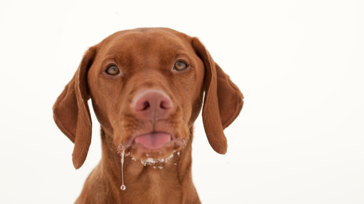 Why Is My Vizsla Vomiting? (Is It Inflammatory Polymyopathy?)