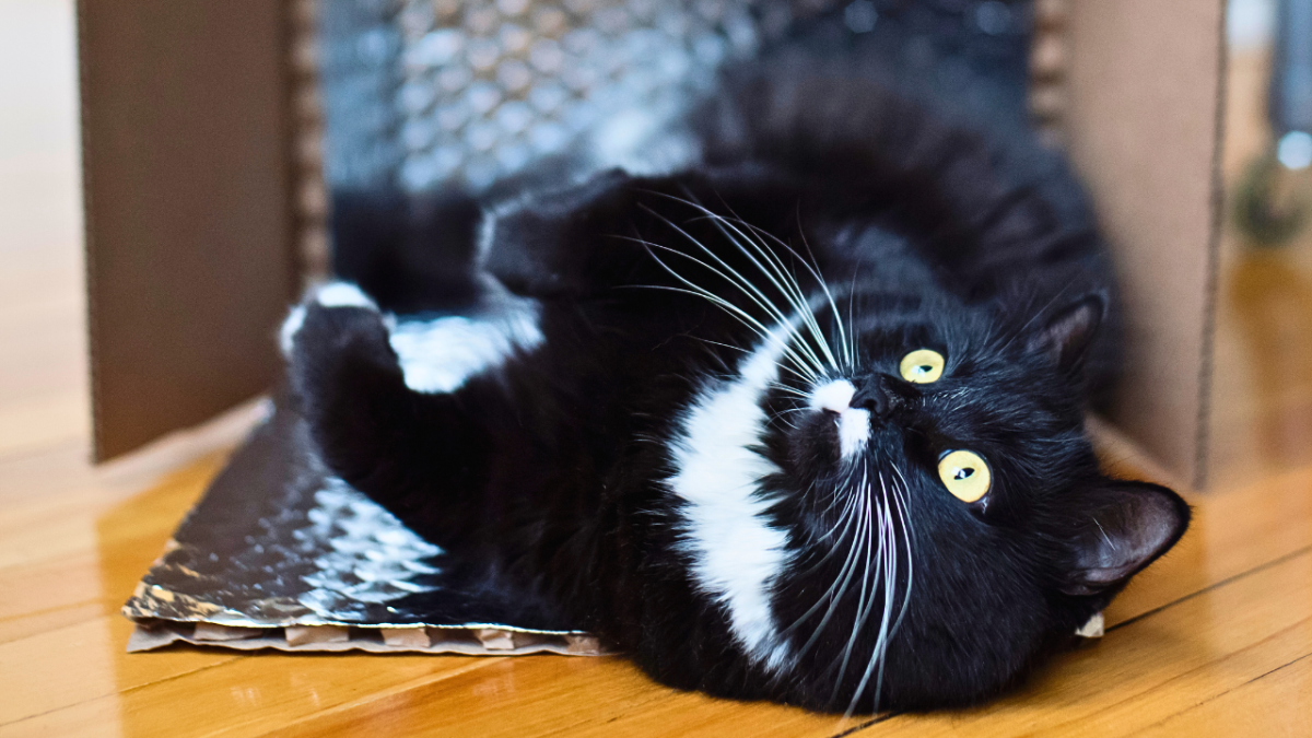 The Enchanting Charm of the Tuxedo Cat!