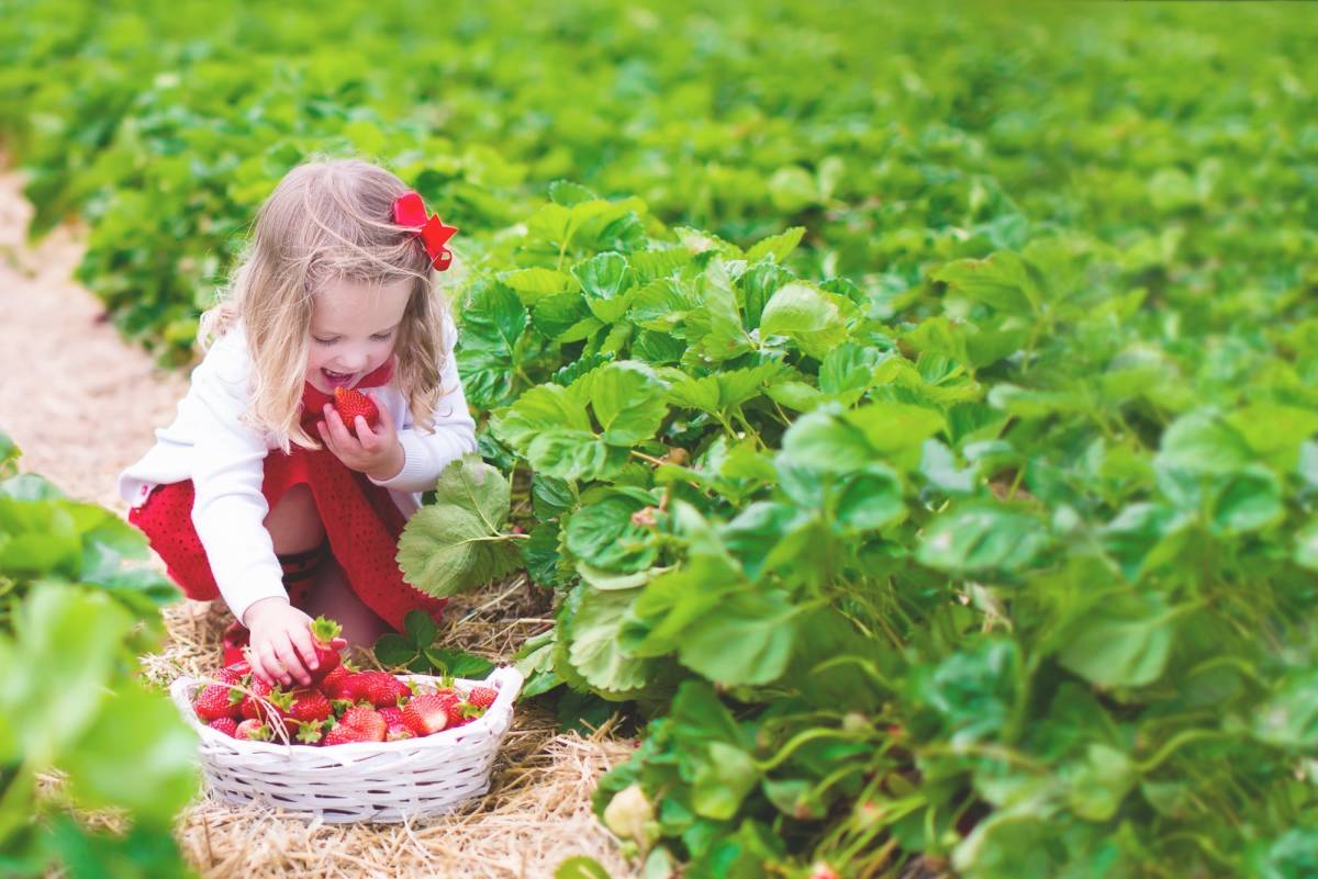 How to Teach Kids to Love Gardening by Growing Berries