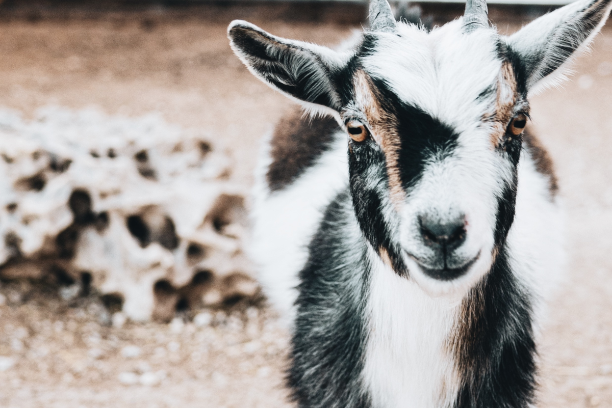 Raising Goats: Breeding and Kidding