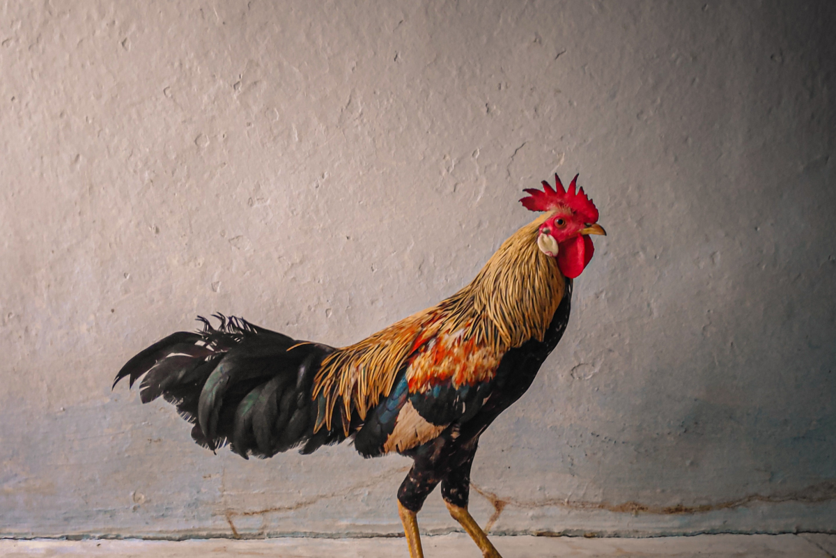 6 Reasons to Keep a Rooster in Your Yard