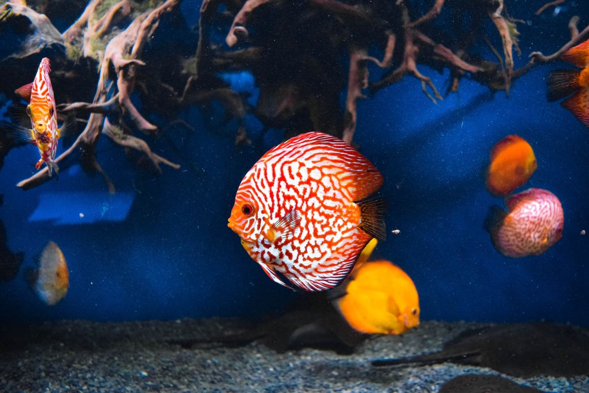 5 Tips for Starting a New Aquarium: Beyond the Setup Guide