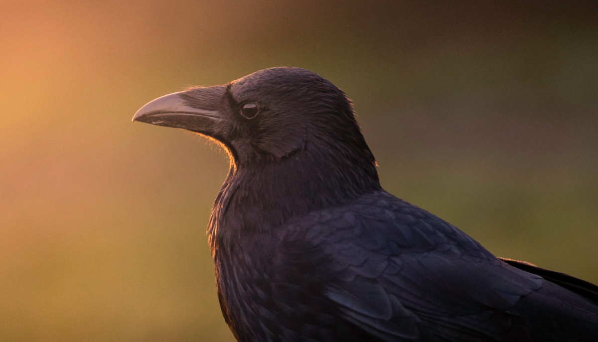 Can Crows Talk? And If So, What Are They Saying?