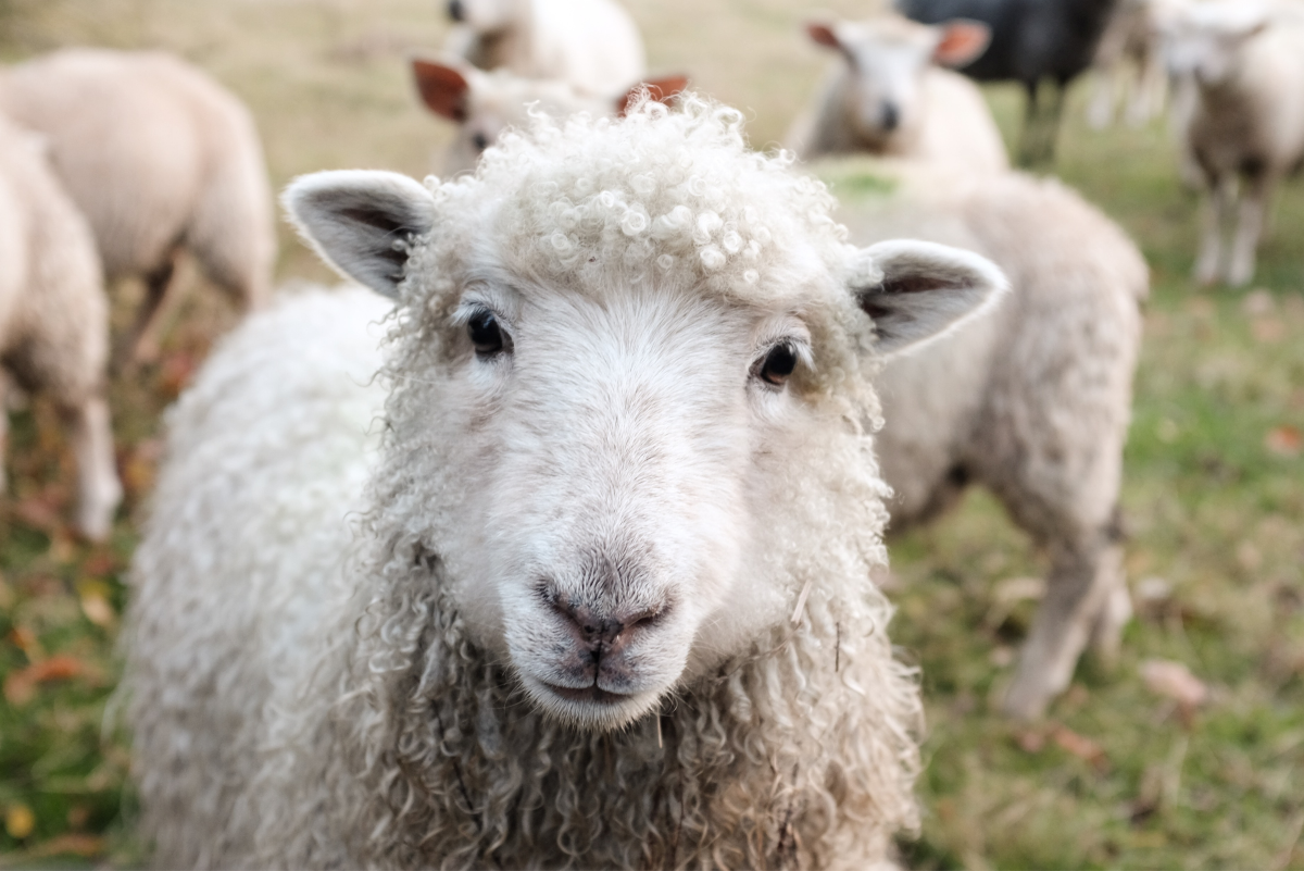 The Complete Guide to Caring for Sheep as Pets