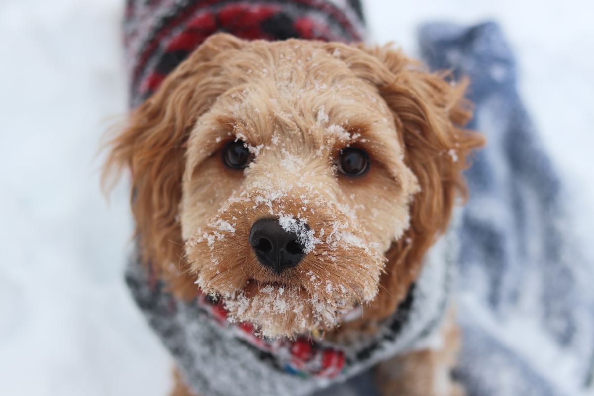7 Cold Weather Safety Tips for Cats and Dogs