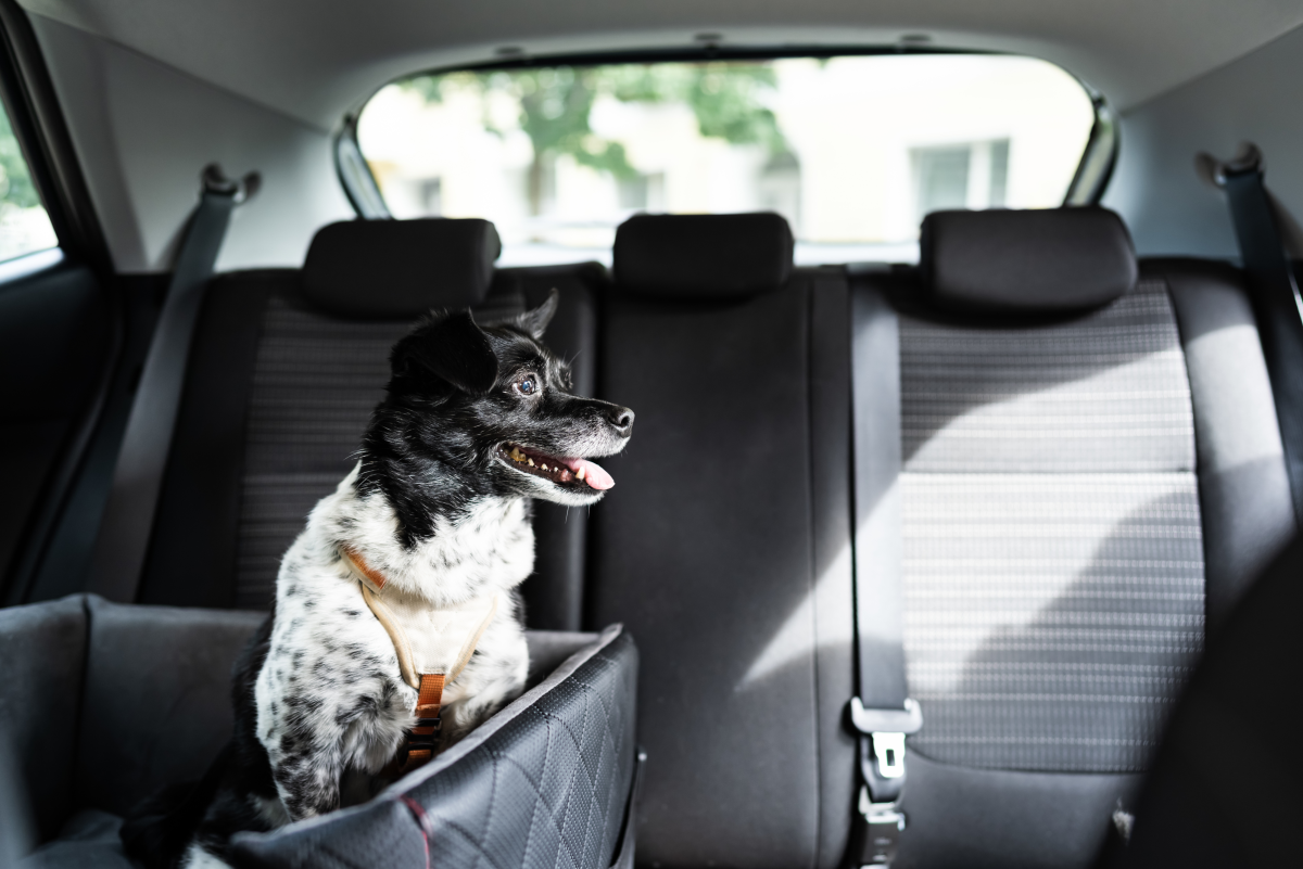 What to Do If You See a Dog Left in a Hot Car
