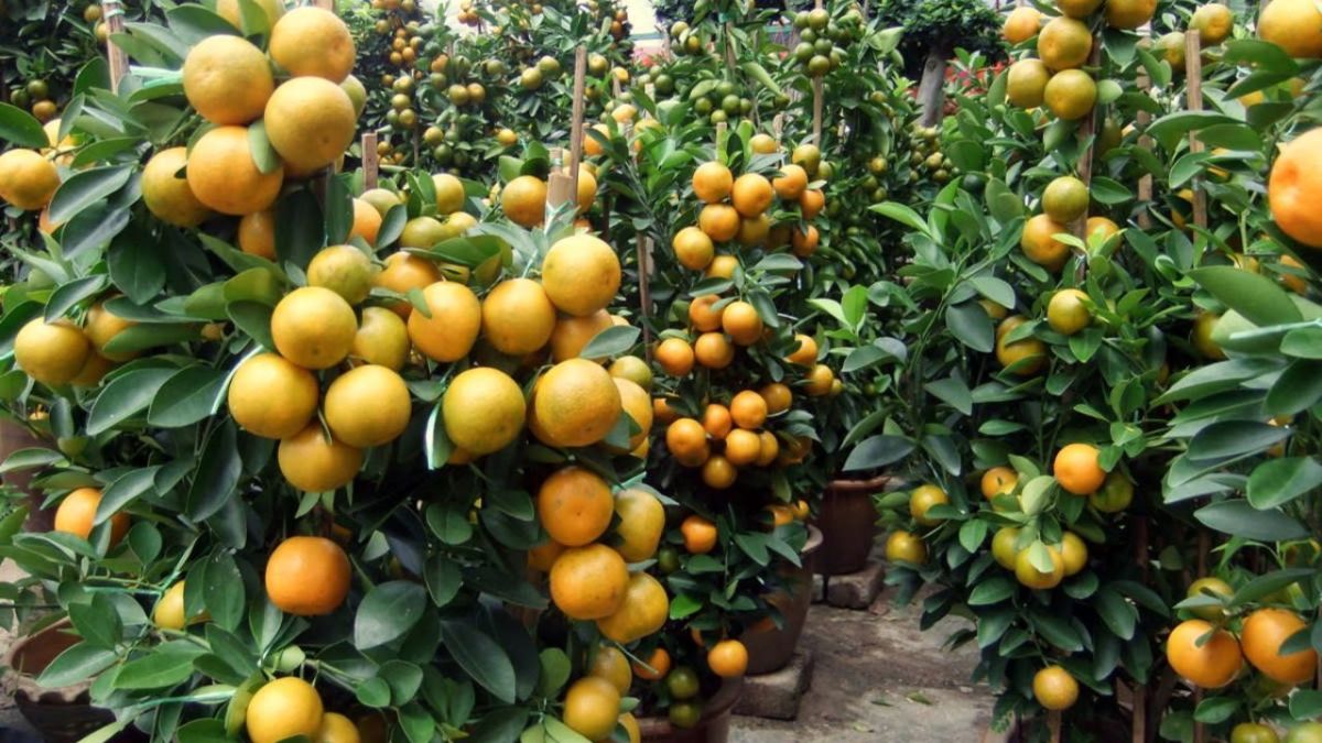 Tangerine and Orange Symbolism for Chinese New Year