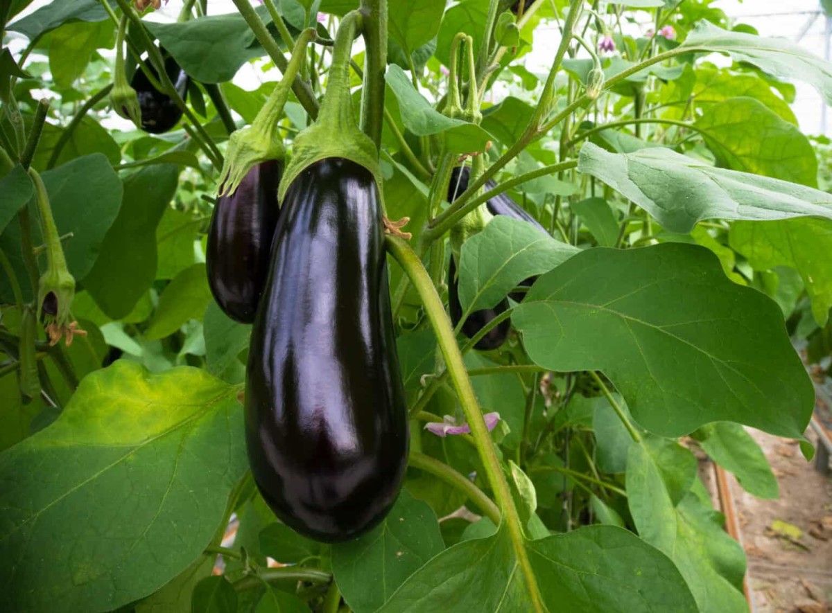 A Step-by-Step Guide to Growing Eggplant