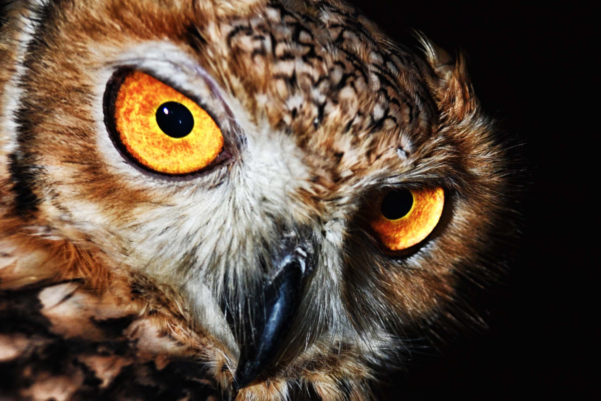 Interesting Facts That You Didn't Know About Owls