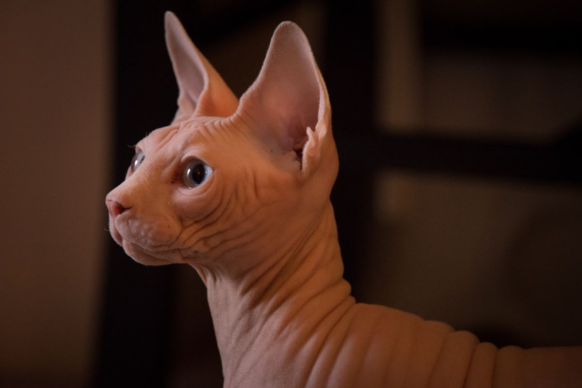 12 Amazing Hairless Animals That We Keep as Pets