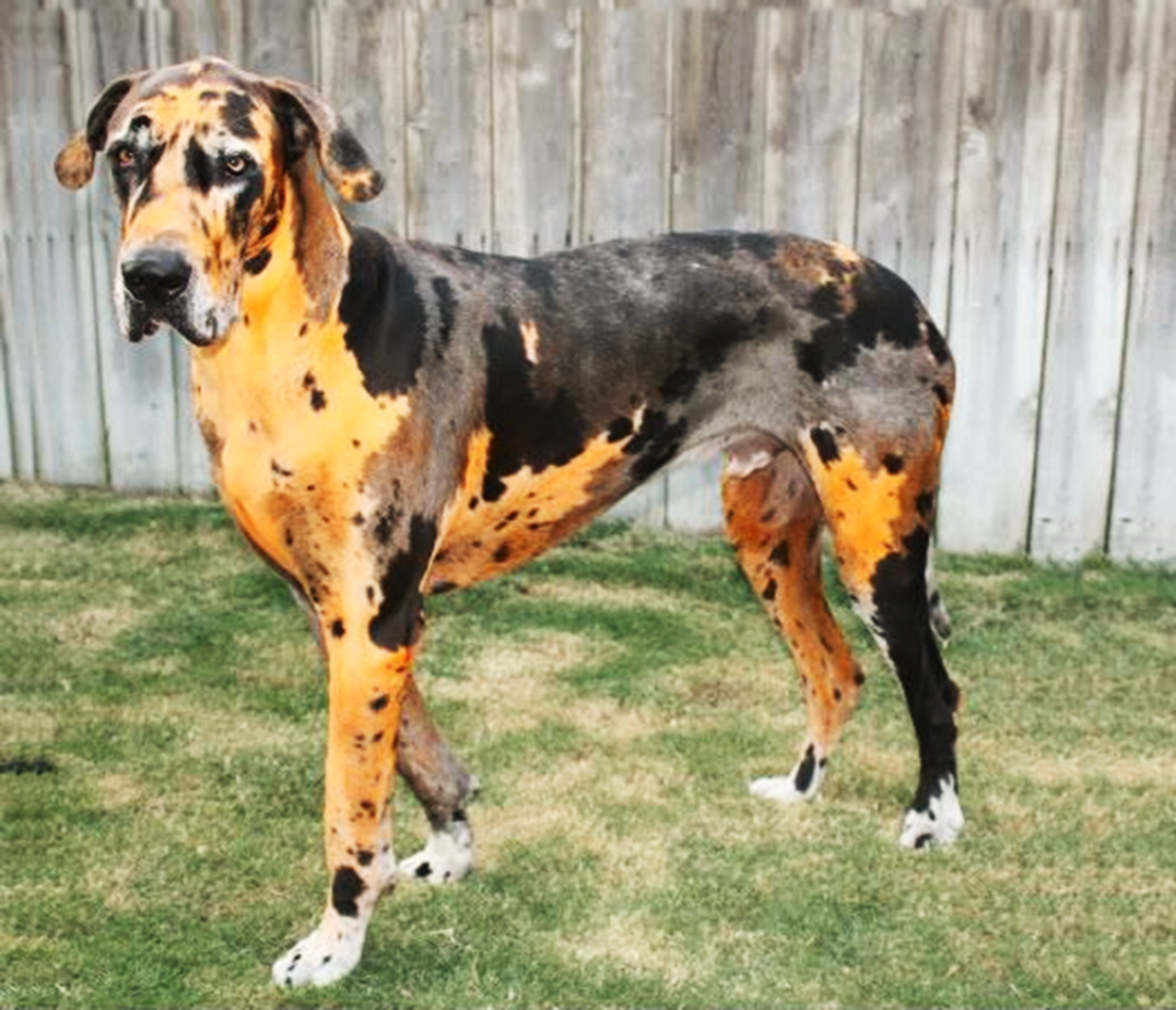 15 Dogs Have The Most Unique And Unusual Colors